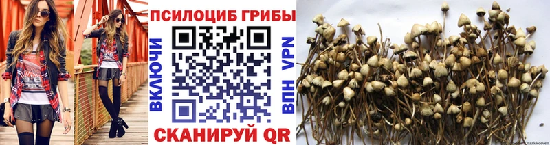 закладки  Торопец  Галлюциногенные грибы MAGIC MUSHROOMS 